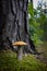 Beautiful orange cap mushroom grow in forest