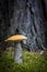 Beautiful orange cap mushroom grow in forest