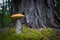 Beautiful orange cap mushroom grow in wood