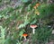 Beautiful orange capped Amanita Parcivolvata mushrooms, also known as Ringless False Fly Amanita, Germany.