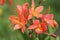 Beautiful orange Cattleya orchids. Very beautiful every elegant. Flower arranged in clay pot. Orchids pot plant.