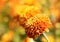 Beautiful orange chrysanthemum flowers & bokeh