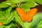 Beautiful orange Cirrochroa aoris butterfly to green leaf in in Ban Krang Camp, Kaeng Krachan National Park in Thailand
