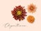 Beautiful orange clivia, lily, rose, poppy, calendula, marigold, chrysanthemum flowers set isolated on white background