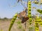 Beautiful orange color butterflies together in a Caesalpinia pulcherrima or Pride of Barbados plant