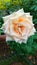Beautiful orange-colored rose after rain