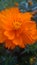 Beautiful Orange coloured Cosmos Flower