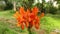 Beautiful orange coloured tecoma capensis flower
