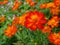 Beautiful orange cosmos flowers.