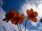 Beautiful orange cosmos flowers on a bluish white sky background, nature background, beauty in nature, low angle