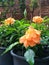 Beautiful orange crossandra flowers