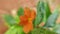 Beautiful orange Crossandra infundibuliformis flower isolated
