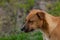 Beautiful orange dog in the nature. A dog surrounded by green grass.Outdoor