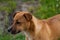 Beautiful orange dog in the nature. A dog surrounded by green grass.Outdoor