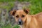 Beautiful orange dog in the nature. A dog surrounded by green grass.Outdoor