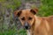 Beautiful orange dog in the nature. A dog surrounded by green grass.Outdoor