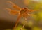 A Beautiful Orange Dragonfly Smiles for the Camera