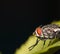 Beautiful orange eyes of a house fly