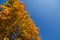 Beautiful orange fall maple leaves on a tree, left aligned for copy
