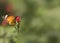 Beautiful orange female Danaid eggfly Hypolimnas misippus