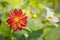 Beautiful orange flower with curling petals