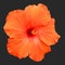 Beautiful orange flower isolated on black. Hibiscus unusual form nice flower close up