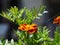 Beautiful orange flower marigolds close-up