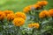 Beautiful orange flower Marigolds Tagetes erecta in  Bahai gardens, Haifa, Israel