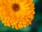 beautiful Orange flower medicine calendula (Marigold) Background. Extreme macro shot