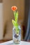 Beautiful orange flowered tulip bulb with natural light and white table.