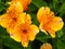 Beautiful orange flowers of Alstroemeria Golden Delight