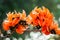 Beautiful orange flowers blooming close up