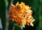 Beautiful orange flowers of Crucifix orchids