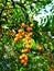 beautiful orange fruiting ornamental plant