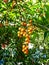 beautiful orange fruiting ornamental plant