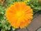 Beautiful orange garden flower calendula close up