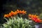 Beautiful orange gazania flowers outdoors