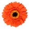 Beautiful Orange Gerbera Flower Isolated on White