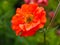 Beautiful orange geum flower, variety Scarlet Tempest