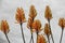 Beautiful orange and green blossoms on tall stalks break up the gray skies beyond