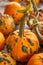 Beautiful orange and green pimpled pumpkins on a wooden stand