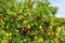 Beautiful orange grove in Northern Morocco