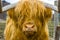 A beautiful orange haired highland cow