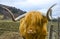 A beautiful orange haired highland cow