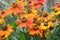 Beautiful orange helenium flowers in ornamental garden