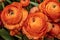 Beautiful orange herbaceous peony. Close up view of Ranunculus aka buttercup flower, exquisite, with a rose-like