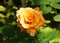 Beautiful orange hybrid tea rose flower at full bloom