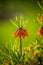 Beautiful orange imperial fritillaries growing in garden. Spring flower blossoms.