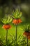 Beautiful orange imperial fritillaries growing in garden. Spring flower blossoms.