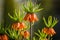 Beautiful orange imperial fritillaries growing in garden. Spring flower blossoms.